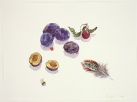 Septemberstillleben (Zwetschen und Mirabelle), 2020, Aquarell, Feder und Grafit auf Hadernbütten
