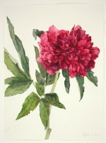Pfingstrose (Paeonia officinalis), 2020, Aquarell und Grafit auf Hadernbütten