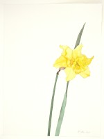 Narzissenblüte, 2021, Aquarell und Grafit auf Hadernbütten