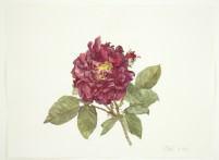 Rose „Tuscany Superb“, 2020, Aquarell und Grafit auf Hadernbütten