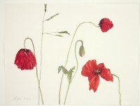 Mohn und Gras, 2020, Aquarell und Grafit auf Hadernbütten