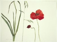 Mohn und Gräser, 2020, Aquarell und Grafit auf Hadernbütten