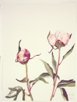 Zwei Päonienknospen, 2020, Aquarell und Grafit auf Hadernbütten