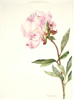 Weiße Päonie II, 2020, Aquarell und Grafit auf Hadernbütten