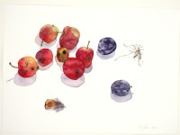 Stillleben mit Äpfeln, Zwetschen und Weberknecht, 2020, Aquarell und Grafit auf Hadernbütten