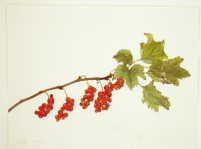 Rote Johannisbeeren am Zweig, 2020, Aquarell und Grafit auf Hadernbütten