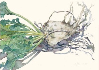 Zuckerrbe, 2007, Aquarell und Graphit auf Hadern