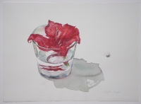 Amaryllisblüte, 2008, Aquarell und Graphit auf Hadern