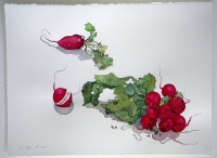 Radieschen, 2010, Aquarell und Graphit auf Hadern