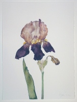 Iris, 2012, Aquarell und Graphit auf Hadern