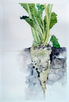 Zuckerrübe (zweiteilig), 2012, Aquarell und Graphit auf Hadern