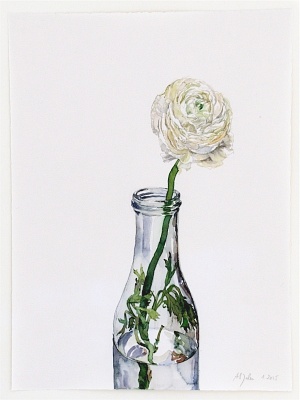 Weiße Ranunkel (Ranunculus asiaticus), 2015, Aquarell und Graphit auf Hadern