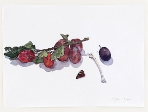 Zwetschen am Zweig mit Schmetterlingsflügel (Prunus domestica), 2014, Aquarell und Graphit auf Hadern