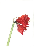 Amaryllis, 2007, Aquarell und Graphit auf Hadern