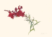 Rotes Löwenmäulchen, 2004, Aquarell und Graphit auf Hadern