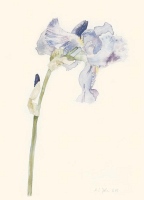 Irisblte, 2005, Aquarell und Graphit auf Hadern