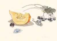 Kürbis, Holunder und Maus, 2005, Aquarell und Graphit auf Hadern